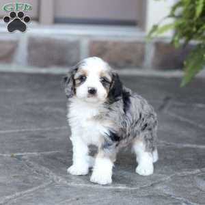 Jaxx, Cavapoo Puppy